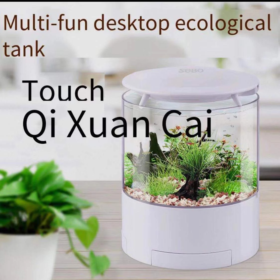 Yuvarlak renkli ışıklar masaüs - Aquarium Fish Goldfish incelemesi ve fiyatı